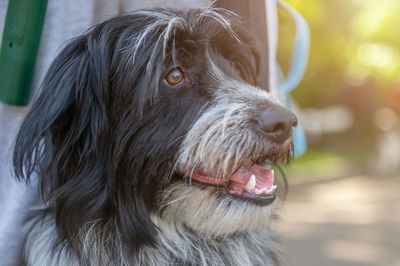 Sad dog in the park. stray dog on a summer day. waiting for adoption