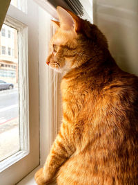 Close-up of a cat looking away