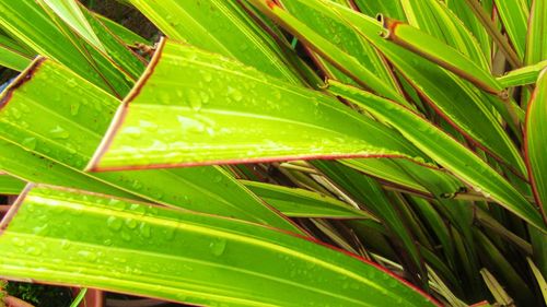 Close-up of raindrops on green leaves