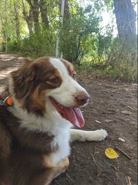 Dog looking away