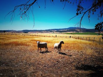 Horses on landscape against clear sky