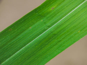 Close-up of fresh green leaf