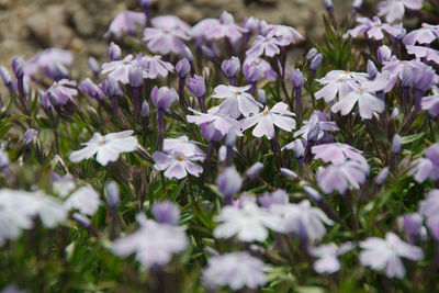 Close-up of purple flowering plants on field