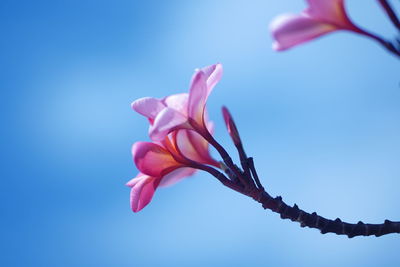 Close up of frangipani flower against blue sky