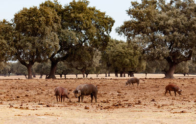 Horses in a field