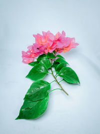 Close-up of rose plant against white background