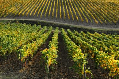 View of vineyard against clear sky