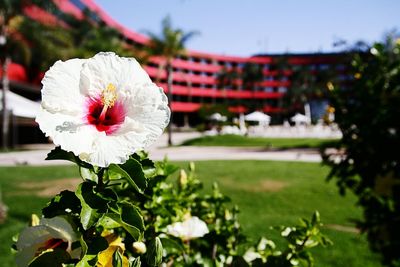 Close-up of pink flowers blooming outdoors