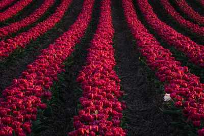 Scenic view of red tulip flowers on field