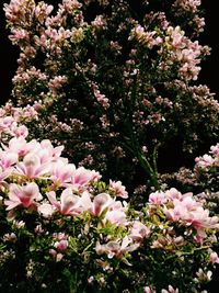 Low angle view of pink flowers on tree