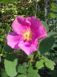 Close-up of pink flowers