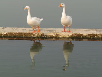 Seagulls perching on a lake