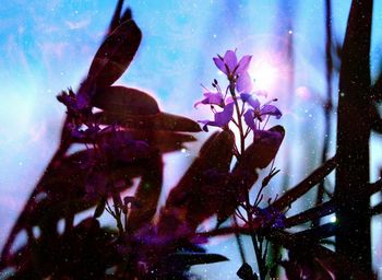 Low angle view of purple flowers against blue sky