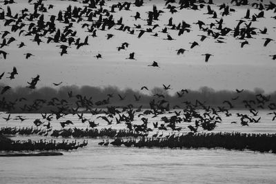 Flock of birds flying in the water