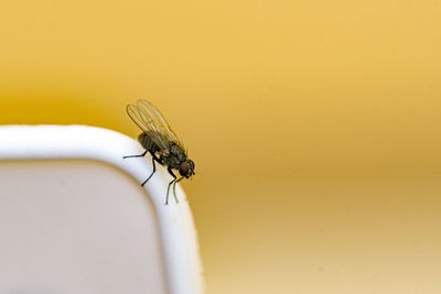 Close-up of fly