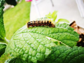 Close-up of bee on plant