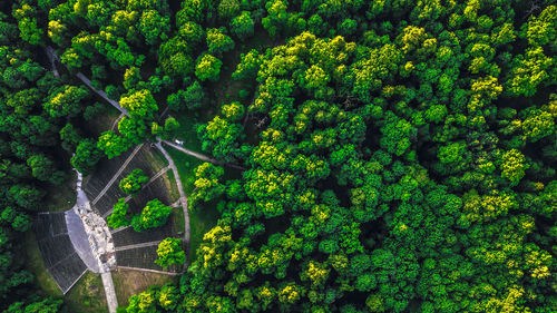 High angle view of trees growing in forest