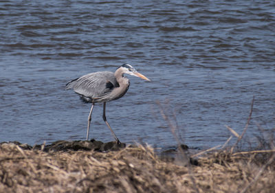 High angle view of gray heron perching on shore
