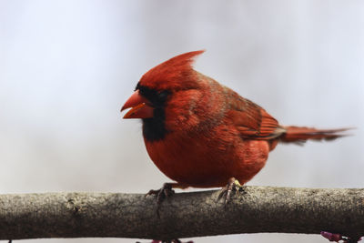 Close-up of bird perching on wood