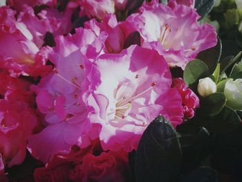 Full frame shot of pink rose flower