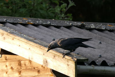 Close-up of bird perching on wood