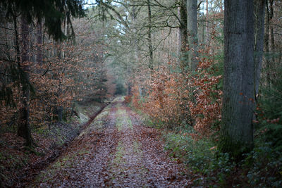 Trees in forest during autumn