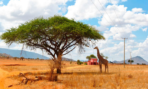 View of horse on field against sky