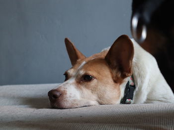 Close-up of dog lying down