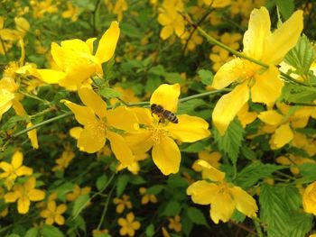 Close-up of yellow flower