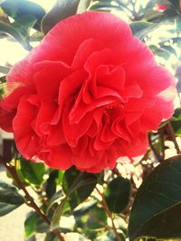 Close-up of red flower blooming outdoors