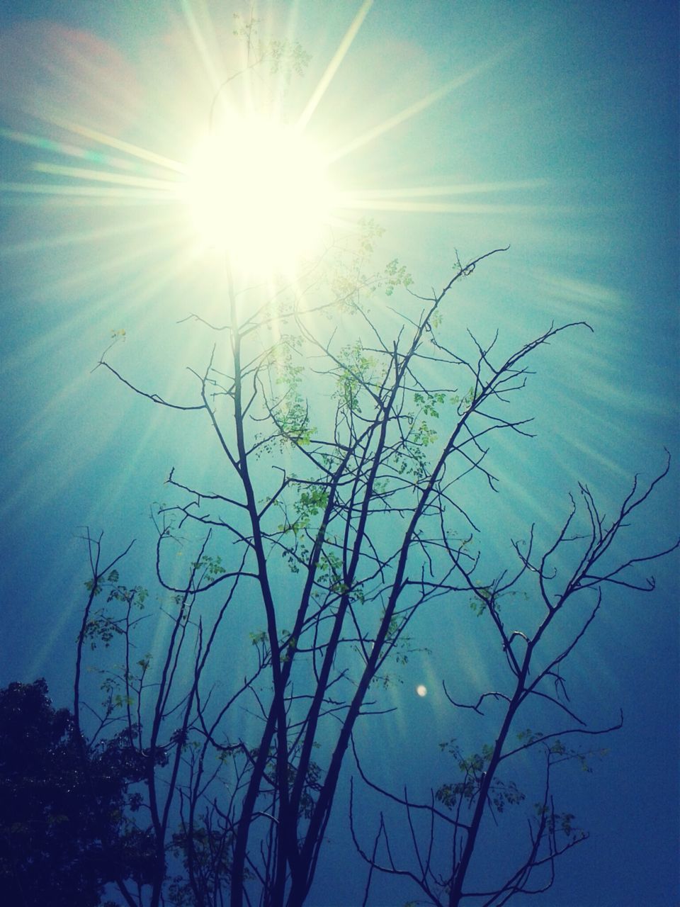 sun, low angle view, sunbeam, sunlight, lens flare, tree, branch, sky, silhouette, nature, beauty in nature, tranquility, bright, bare tree, blue, sunny, growth, clear sky, day, outdoors