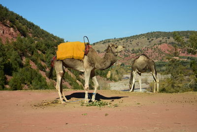 camel