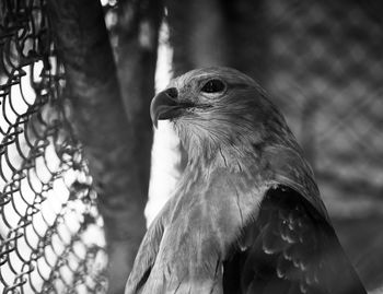 Close-up of eagle in zoo