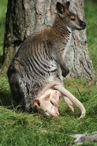 Wallaby with baby lying on grass