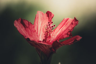 Close-up of pink flowers