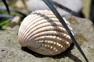 Close-up of seashell on beach