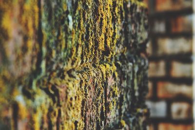 Close-up of lichen on tree trunk