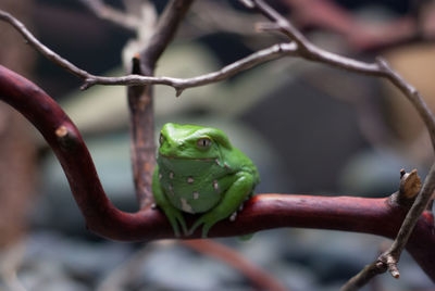 Close-up of frog