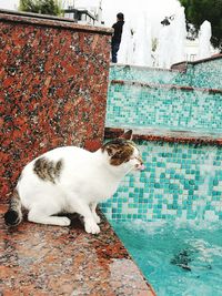 Cat on brick wall