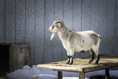 A white horned goat stands on a wooden table against the barn wall