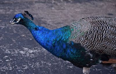 Close-up of peacock