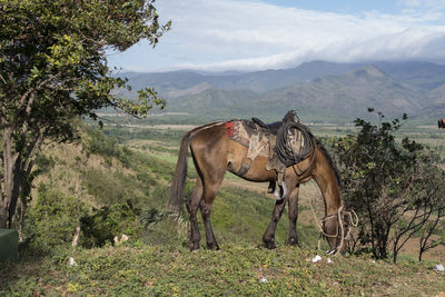 Horse grazing on green field against sky