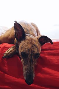 Close-up of dog against white background