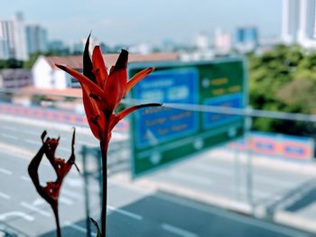 Close-up of red flowering plant