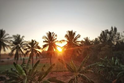 Plants on field against sky during sunset