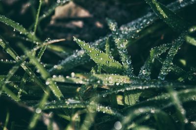 Close-up of raindrops on green leaves during rainy season