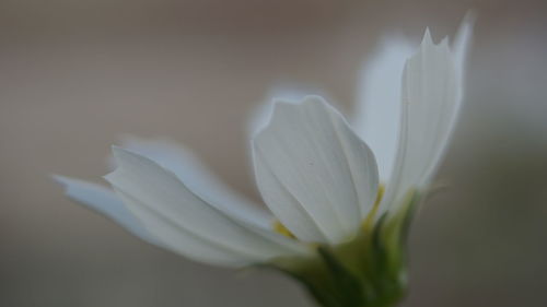 Close-up of white flowers blooming outdoors