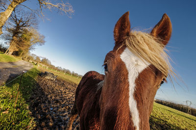 Close-up of horse on field against clear sky