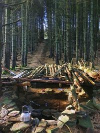 View of tree stump in forest