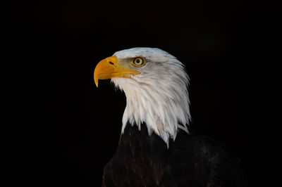 Close-up of eagle against black background